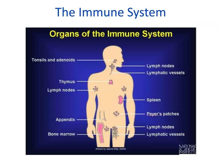 the immune system