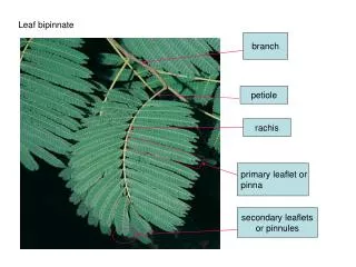 Leaf bipinnate