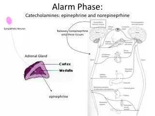 Alarm Phase: Catecholamines: epinephrine and norepineprhine