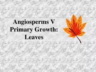 Angiosperms V Primary Growth: Leaves