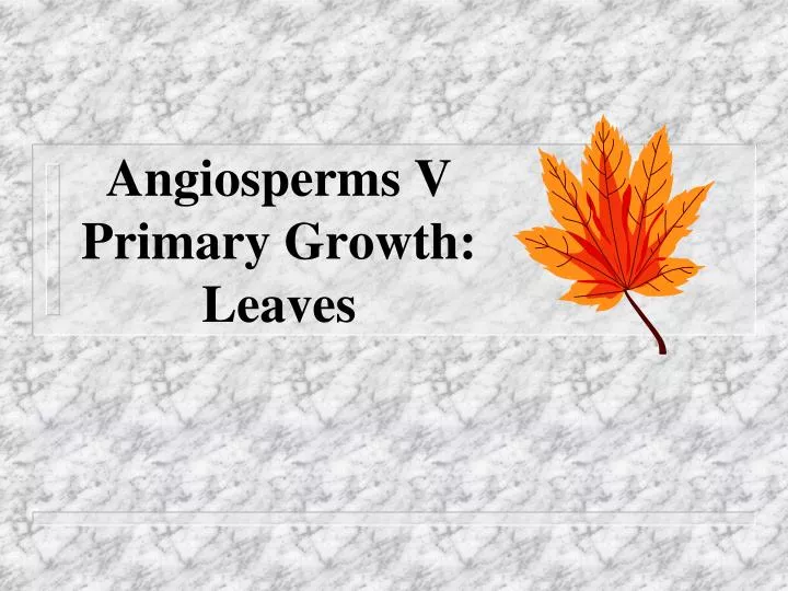 angiosperms v primary growth leaves