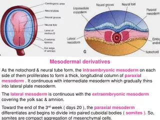 Mesodermal derivatives