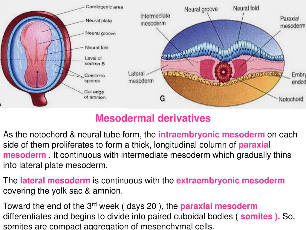 PPT - Mesodermal derivatives PowerPoint Presentation, free download ...