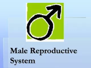 Male Reproductive System