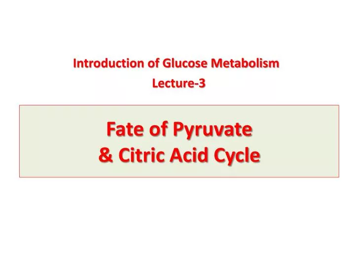 fate of pyruvate citric acid cycle