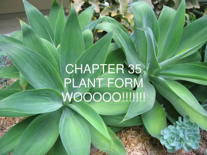 chapter 35 plant form wooooo