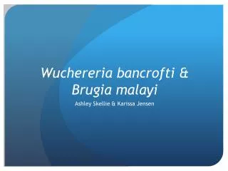 Wuchereria bancrofti &amp; Brugia malayi