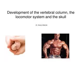 Development of the vertebral column, the locomotor system and the skull