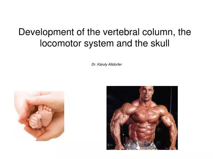 development of the vertebral column the locomotor system and the skull