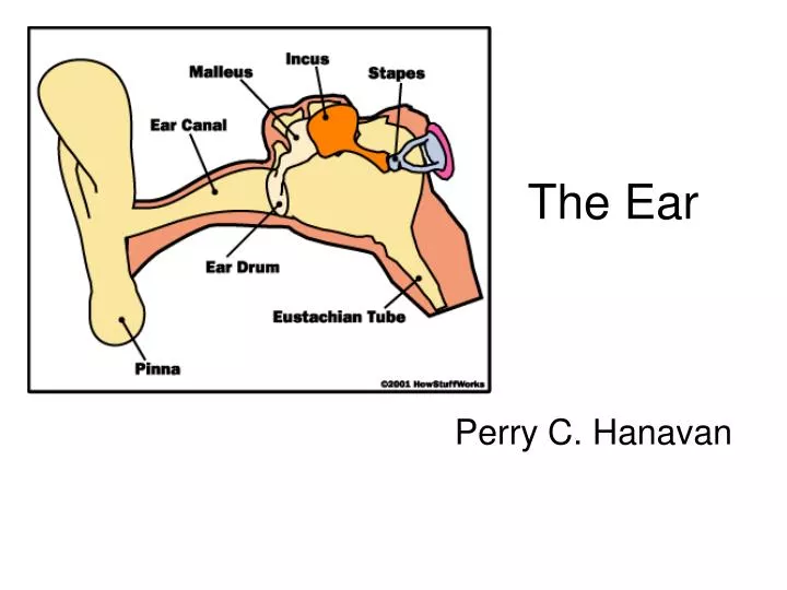 the ear