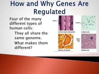 How and Why Genes Are Regulated