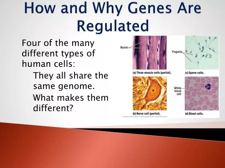 how and why genes are regulated