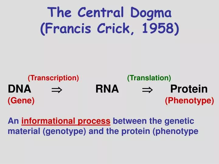 the central dogma francis crick 1958