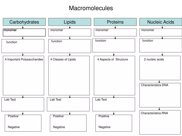 macromolecules