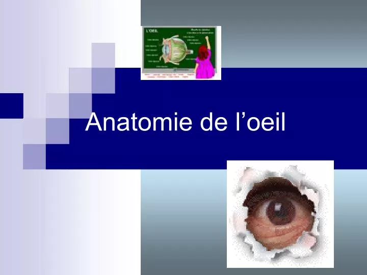 anatomie de l oeil