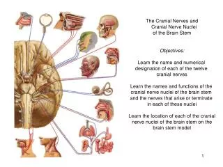 The Cranial Nerves and Cranial Nerve Nuclei of the Brain Stem Objectives: