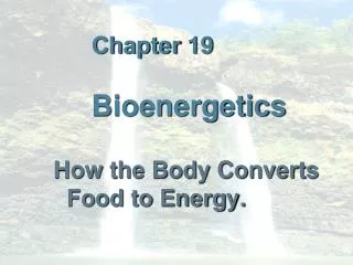 Chapter 19 Bioenergetics
