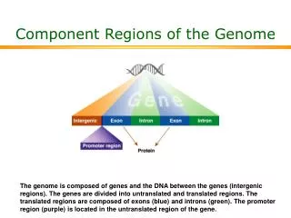 Component Regions of the Genome
