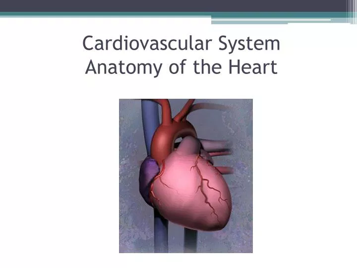 cardiovascular system anatomy of the heart