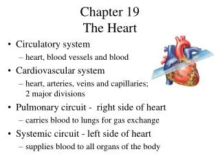 Chapter 19 The Heart