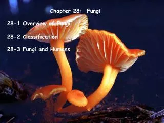 Chapter 28: Fungi