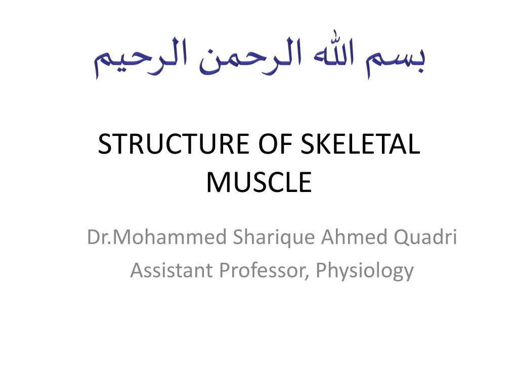 PPT - STRUCTURE OF SKELETAL MUSCLE PowerPoint Presentation, free ...