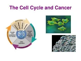 the cell cycle and cancer