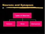 Neurons and Synapses - slide 1