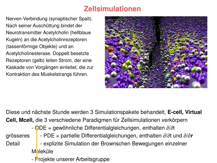 zellsimulationen