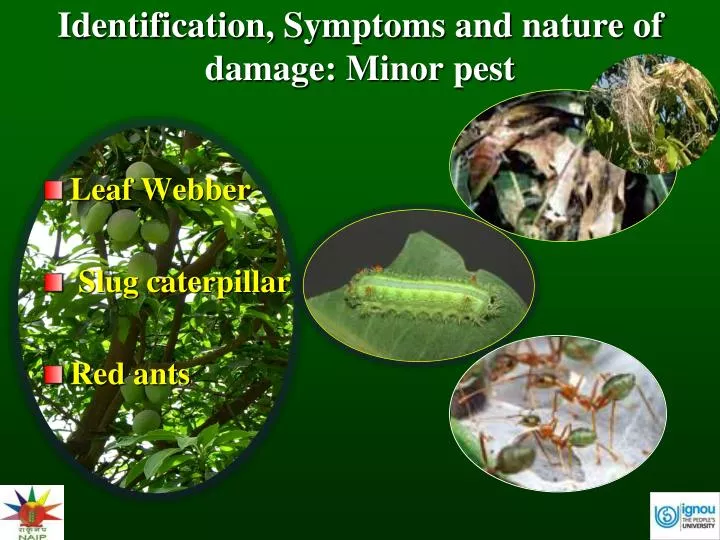 identification symptoms and nature of damage minor pest