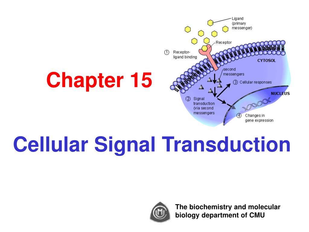 PPT - Chapter 15 Cellular Signal Transduction PowerPoint Presentation ...