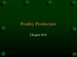 Poultry Production - slide 1