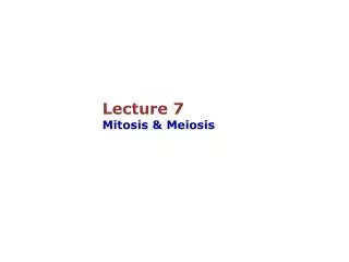 Lecture 7 Mitosis &amp; Meiosis