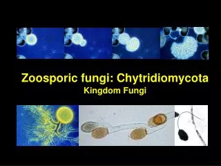 Zoosporic fungi: Chytridiomycota Kingdom Fungi