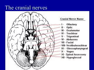 The cranial nerves