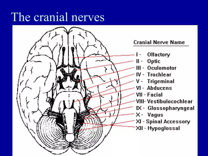the cranial nerves