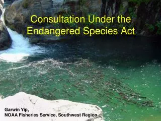 Consultation Under the Endangered Species Act