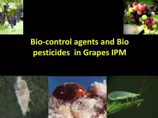 Bio-control agents and Bio pesticides in Grapes IPM