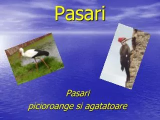 Pasari