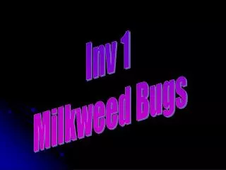 Inv 1 Milkweed Bugs