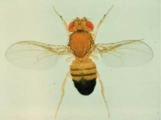 Drosophila melanogaster development