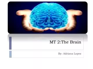MT 2:The Brain