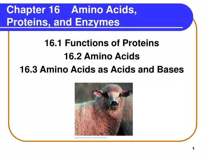 chapter 16 amino acids proteins and enzymes