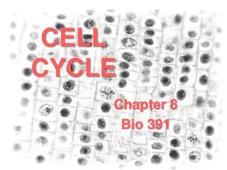 CELL CYCLE