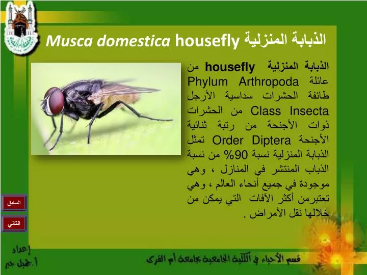 housefly musca domestica