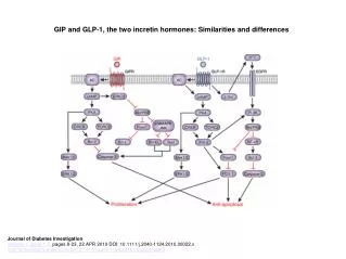 GIP and GLP?1, the two incretin hormones: Similarities and differences
