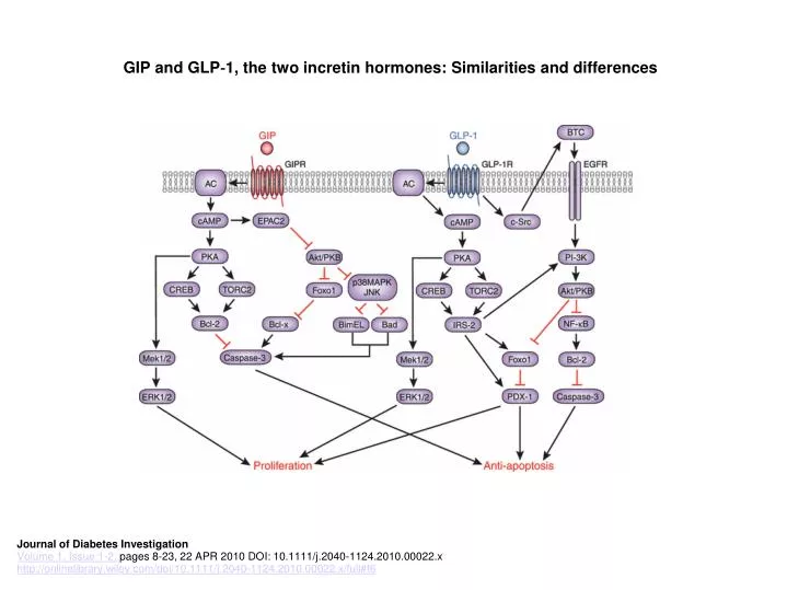 gip and glp 1 the two incretin hormones similarities and differences