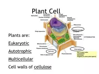 Plant Cell