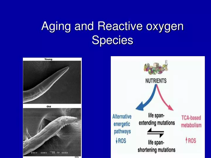 aging and reactive oxygen species