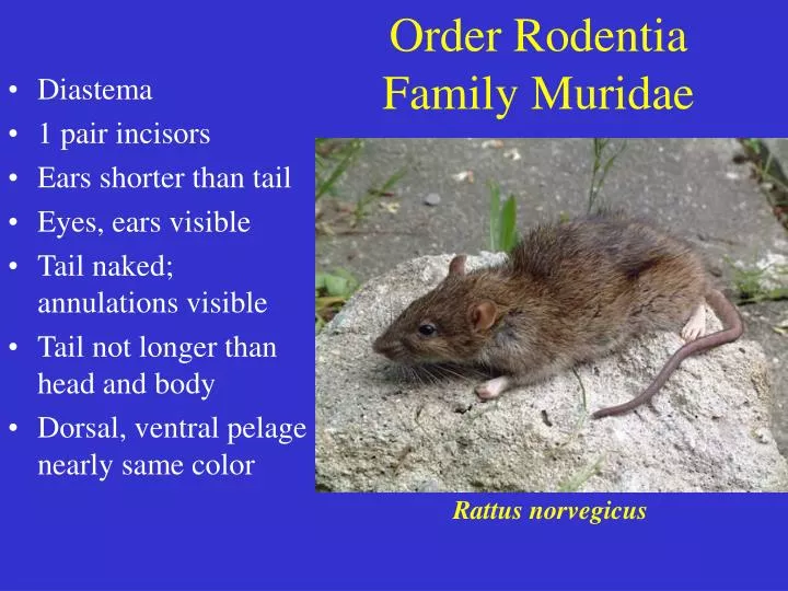order rodentia family muridae